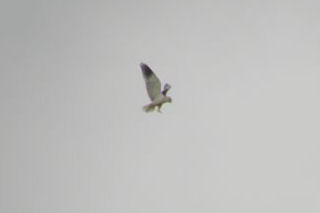 BW_Kite.jpg