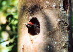 Young Black Woodpecker