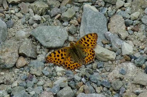 Queen of Spain Fritillary