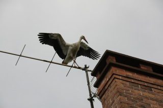 W_Stork.jpg