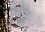 Great White Egret